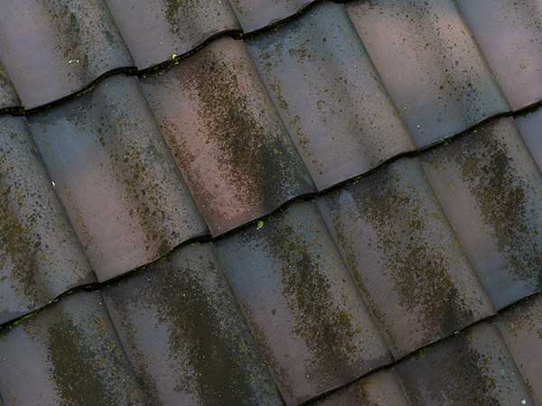 Friss_voor_SoftWash_woning_huis_dak_dakpan_exterieur_groen_mos_korstmos Friss_voor_SoftWash_woning_huis_dak_dakpan_exterieur_groen_mos_korstmos