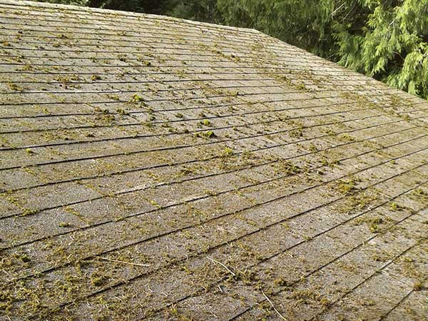 Friss_voor_SoftWash_dak_shingle_mos_korstmos_aanslag_groen_vuil_voor Friss_voor_SoftWash_dak_shingle_mos_korstmos_aanslag_groen_vuil_voor